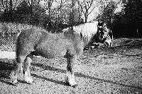 Pferde-Senior »Nandu« gehört sozusagen zum Inventar des Daglfinger Voltigier-Vereins.Foto: Privat