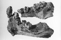 Der Menschenaffen-Unterkiefer aus dem Himalaya ist 9 Mio. Jahre alt.	Foto: Sandra Klinger