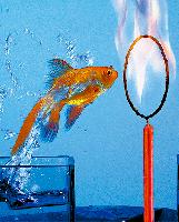 Wie springt der Goldfisch durchs Feuer?	Foto: Privat