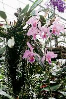 Orchideen im Botanischen Garten.