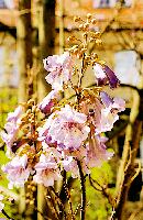 Seltene Pracht im Botanischen Garten: Die Blüten der Paulownia tomentosa.	Foto: Bot. Garten
