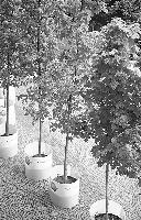 Solche Wanderbäume kommen jetzt in die Herzogstraße.	Foto: Verein