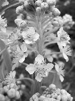 Die steltene Blüten der Megacarpaea. Foto: Bot. Garten