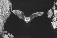 Fledermäuse im Englischen Garten beobachten.	Foto: K. Bogon