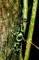 Kleine Baumkletterer bewohnen den Regenwald Costa Ricas. Foto: Bot. Garten