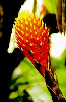 Die Ananasblüte gehört zu den Pflanzen der südlichen Hemisphäre. 	Foto: F. Höck