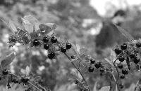Eine der giftigsten einheimischen Pflanzen: Die Tollkirsche.	Foto: F. Höck