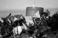 Bei der Adventsaktion »Basteln & Botanik« am 20. und 21. November haben die teilnehmenden Kinder Gelegenheit Adventskränze zu winden oder  wie hier im Bild zu sehen  Duftorangen und Kerzengestecke zu basteln.	Foto: Franz Höck