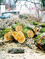 Muss sein: Die Baumfällarbeiten im St.-Stefans-Friedhof.	Foto: R. Peters