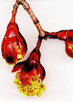 Eines der Bilder der Ausstellung: Hier aufbrechende Blütenknopsen des Spitz-Ahorns.	Foto: Rainer Zimmer