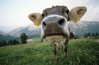 Inbegriff idyllischer Alpenkulisse und gesunder, würziger Landluft: die Kuh.	Foto: Getty Images
