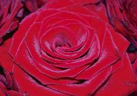 Unangefochtene Königin der Blumen: die Rose, der in hundertfachen Variationen auch im Münchner Rosengarten an der Isar gehuldigt wird.	Foto: pa