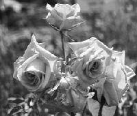 Die rosa Floribunda-Rose »Rosenfee« präsentiert sich im Botanischen Garten. Foto: Franz Höck
