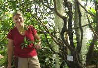 Ein Besuch im seltenen Wasserpflanzenhaus, wo auch Mangroven zu finden sind, ist am Dienstag, 23. August, sogar auch mal abends möglich.	F.: Franz Höck