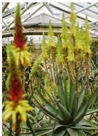 Über 3250 Aloe-Arten sind bekannt. Foto: VA