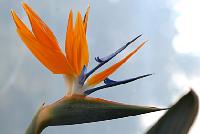 Die Heimat der als Schnittblume bekannten Paradiesvogelpflanze ist Südafrika.	Foto: Franz Höck