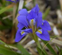 Die »Iris lazica« mit ihrer blauen Blüte kommt ursprünglich aus Nordost-Anatolien. Foto: VA