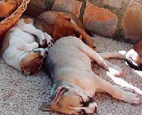 Sammelaktion: Eine kleine Spende für Hunde aus den Tierheimen in der Toskana und Spanien. Foto: VA