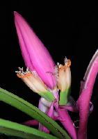 Blütenstand des Manilahanfs.	Foto: Botan. Garten