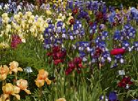 So herrlich blühen die Iris momentan im Botanischen Garten: Die 3000 Schritte durch den Garten zu wandern, lohnen sich mit Sicherheit.	 Foto: F. Höck
