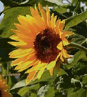 Sonnenblumen gehörten zu den Lieblingsmotiven des Malers Vincent van Gogh. 	Foto: VA