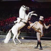 Sport und Show  in beiden Bereichen erweisen sich Pferde als sehr begabt und begeistern so die Zuschauer immer aufs Neue.	Foto: VA