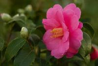 Camellia reticulata X C. saluenensis, Sorte Inspiration: Eine Kreuzung aus zwei Wildarten mit großen rosafarbenen Blüten. 	Foto: Anja Holbaum