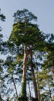 Die Wald-Kiefer, der Baum des Jahres 2007, kann bis zu 50 Meter hoch und 600 Jahre alt werden. 
	Foto: Botanischer Garten