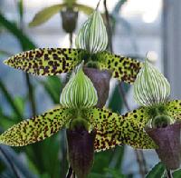 Zu Entdecken: Außergewöhnliche Pflanzen wie die thailändische Orchidee, der Venusschuh. Foto: Höck