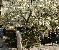 Zieht auch viele kunstinteressierte Besucher in den Botanischen Garten  der Bücherbaum.Foto: VA