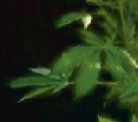Cannabispflanze in Polizeigewahrsam.F.: Polizei