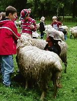 Kinder können Schafen ganz nah kommen.	Foto: VA
