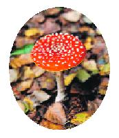 Einer der wenigen Pilze, dem man seine Giftigkeit ansieht. Foto: Stiftung Naturschutz Berlin