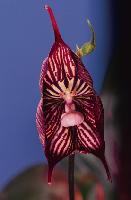 Die teuflische Orchidee Dracula vampira, lockt Pilzmücken ins Verderben. 	Foto: VA