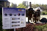 Im Münchner Tierpark wird Elefantenmist zu Strom verarbeitet. Klingt kurios, ist aber ein wichtiger Bestandteil nachhaltiger Münchner Energiepolitik.Foto: swm