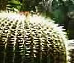Gilt als Überlebenskünstler unter den Pflanzen  der Kaktus. Foto: VA