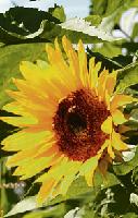 Die Sonnenblumen  das beliebteste Blumenmotiv von Vincent van Gogh. Foto: VA