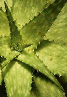 Faszinierende Gattung Aloe  nicht nur schön, auch wirksam. Foto: VA