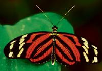 Die schönen Farben der Schmetterlinge sind im Botanischen Garten zu bestaunen.Foto: Franz Schlegel