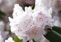 Die Blütenpracht der Rhododendren kommt im Mai und im Juni zum Vorschein.	Foto: VA