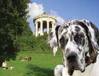 Auf Hunde im Englischen Garten könnten demnächst harte Zeiten zukommen: Die Bayerische Staatsregierung will eine neue Parkordnung verhängen. Darin wird über einen per Strafen durchgesetzten Leinenzwang für Fiffis nachgedacht. Foto: js