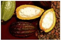 Kakaofrüchte: unreif grün, reif bei manchen Sorten rotbraun, bei anderen gelbbraun. 	F.: Höck