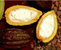 Kakaofrüchte: unreif grün, reif bei manchen Sorten rotbraun, bei anderen gelbbraun. Im Längsschnitt durch die Kakaofrucht ist das weiße Fruchtfleisch zu sehen, in das Kakaobohnen eingebettet sind.	F.: Höck