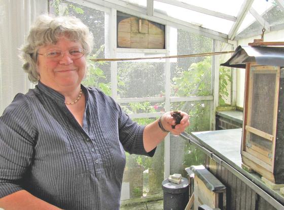 In speziellen Nistkästen werden die kranken Fledermäuse von Margarete Kistler versorgt, bis sie wieder gesund sind. 	Foto: Woschée