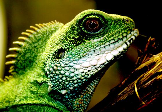 Faszinierende Tiere, aber Wildtiere, die nur unter den richtigen Bedingungen artgerecht leben können: Reptilien wie die Wasseragame. Foto: Verein