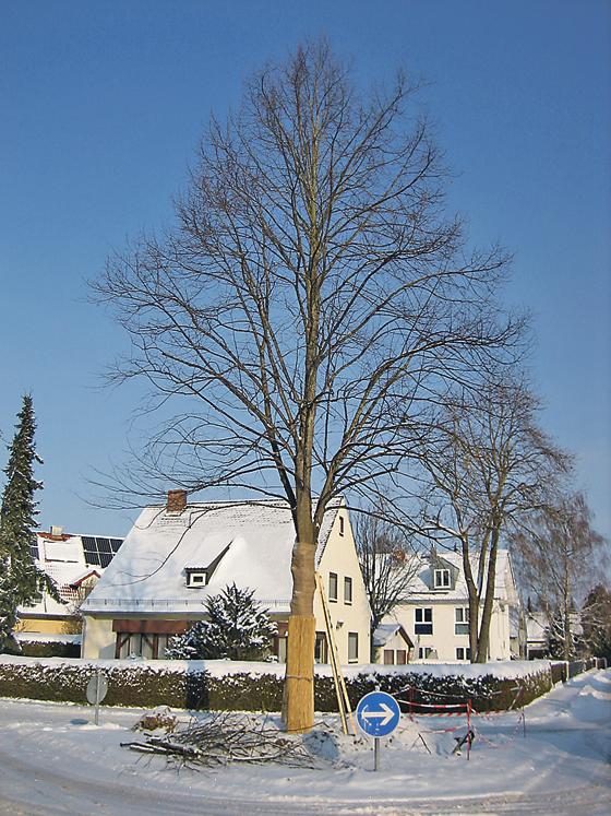 Neue Heimat anstatt ein Opfer der Säge: Fünf Bäume wurden verpflanzt.	Foto: Stadt Garching