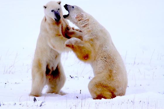 Eisbären im kanadischen Churchill. Foto: Bernd Römmelt