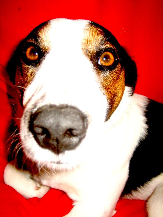 Mit ihrer feinen Nase können Hunde bei der Diagnose von Tumorerkrankungen helfen. Foto: Hans Sauer Stiftung/U. Sauer