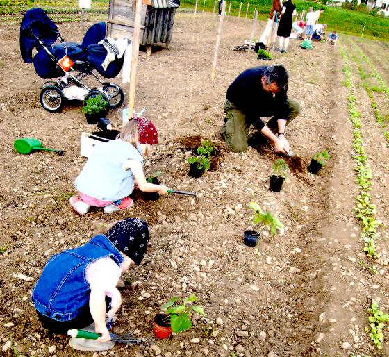 Gemüse selber anbauen, ein Abenteuer für die ganze Familie, ist jetzt bald in den Krautgärten in Hohenbrunn möglich. 	Foto: Privat