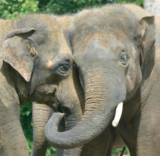 Kuschelnde Elefanten etwa können die Besucher des Valentinstag-Specials im Tierpark Hellabrunn erleben. Foto: Tierpark Hellabrunn